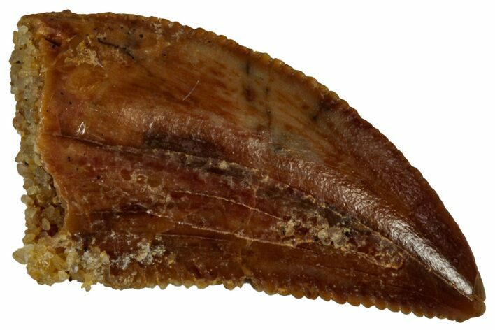 Serrated Raptor Tooth - Real Dinosaur Tooth #297789